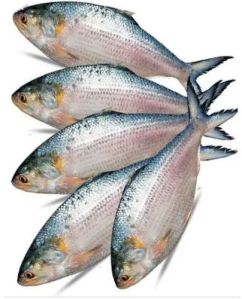 Fresh Small Hilsa Fish