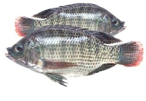 fresh tilapia fish