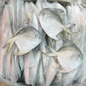 Frozen Pomfret Fish