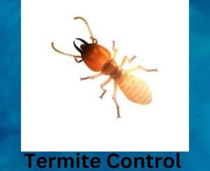 termit pest control