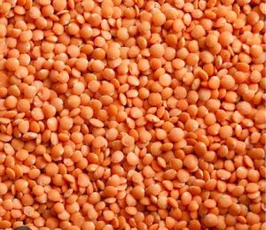 Lentils