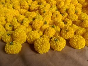 Marigold Flowers