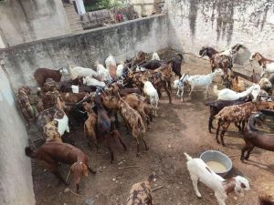 Mix Breed Cutting Goat