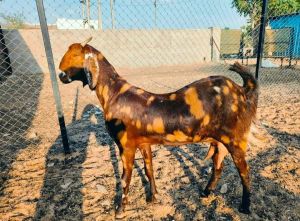 Sirohi Goats