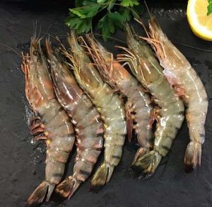 Giant Tiger Prawn