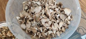 Dry Oyster Mushroom