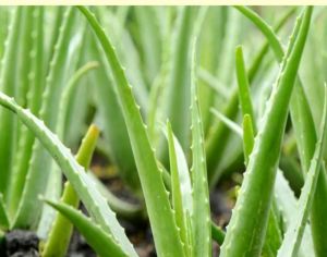 aloe plant