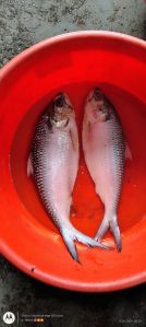 Fresh Hilsa Fish