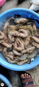 bt tiger prawns