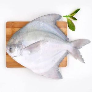 White Pomfret Fish