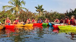 mangrove forest kayaking varkala safari