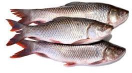 Fresh Rohu Fish