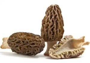 Morchella Gucchi Mushroom