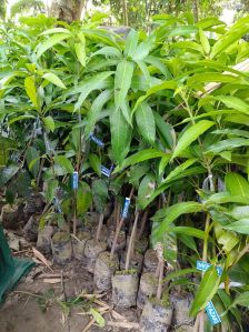 Mango Plant