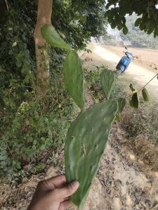 Cactus Plants