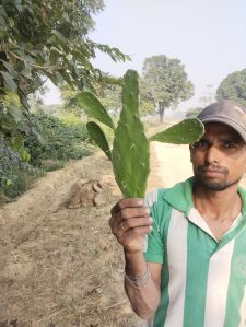 green cuctus plant