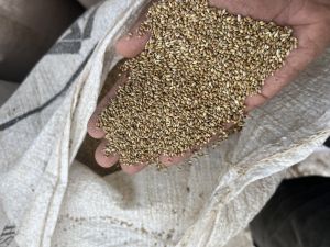 Browntop millets