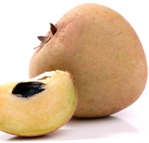 Sapodilla