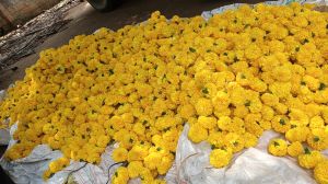 Marigold Flowers