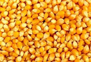 Yellow Maize