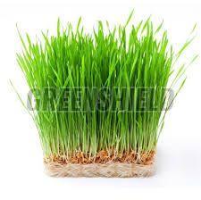 Wheat Grass Powder