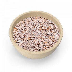 psyllium husk seeds