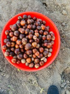 Avacado Seeds