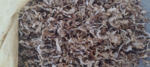 Fresh Oyster Mushroom