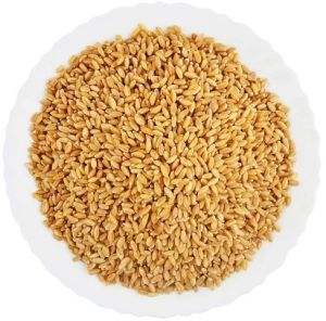 Golden Sharbati Wheat Grain