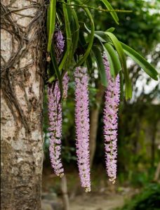 Orkite Plants