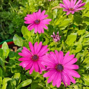 Osteospermum Seeds