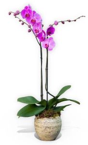 Phalaenopsis Orchids Plant