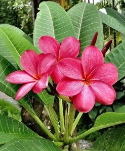 Plumeria Plant