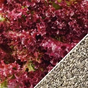 Red Lettuce Seeds