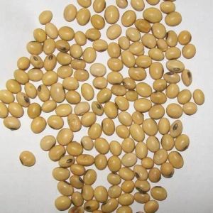 Round Brinjal Seeds