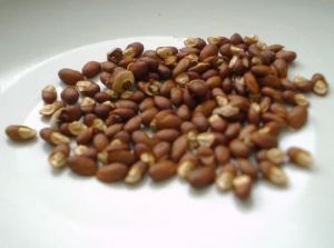 salvia seeds