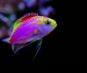 live ornamental fishes