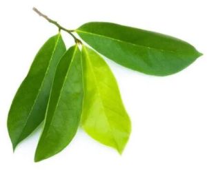 Soursop Leaves