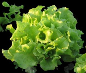 Simpson Green Lettuce