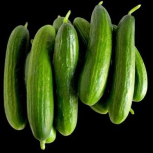 Turkish Cucumber