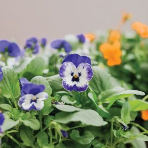 Viola Flower Plant