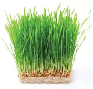 Wheatgrass