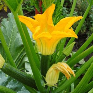 Zucchini flower