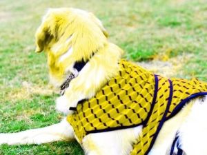 Yellow Striped Dog Woolen Sweaters