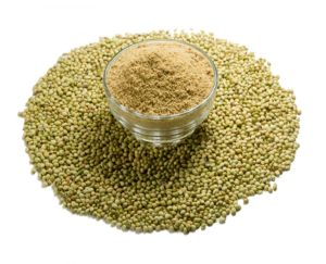 Coriander