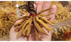 yarsagumba cordyceps sinensis