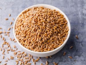 golden wheat grain