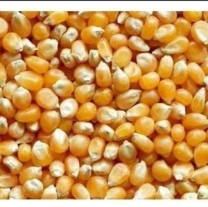 Raw Maize Seeds