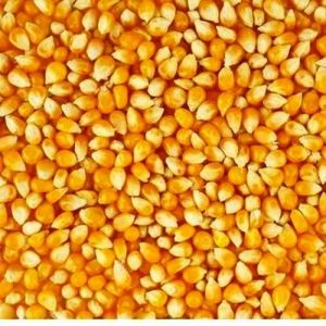 Yellow Maize Seeds