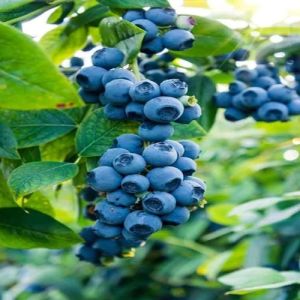 Blueberry plant